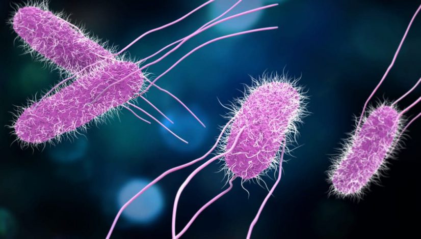 Addressing the Superbug Concern: Phage Therapy Could Beat Drug Resistant Illnesses