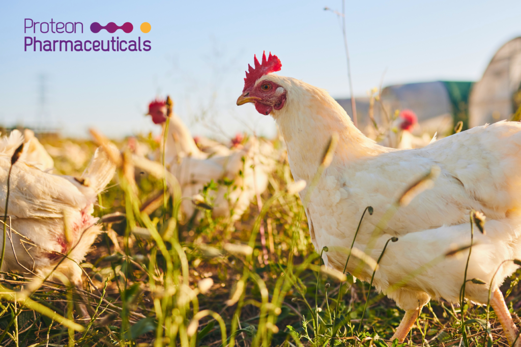 Breaking News: EFSA Confirms BAFASAL®’s Efficacy in Poultry Production