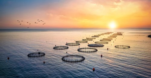 High,Angle,Aerial,View,Of,A,A,Fish,Farm,Off High,Angle,Aerial,View,Of,A,A,Fish,Farm,Off